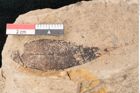 Foto (Detailansicht) von Bumelia heliadum Ettingshausen (NHMW-GEO-2024-0188-7941)